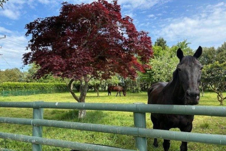 Photo of property in 249 Tararua Road, Levin, 5571