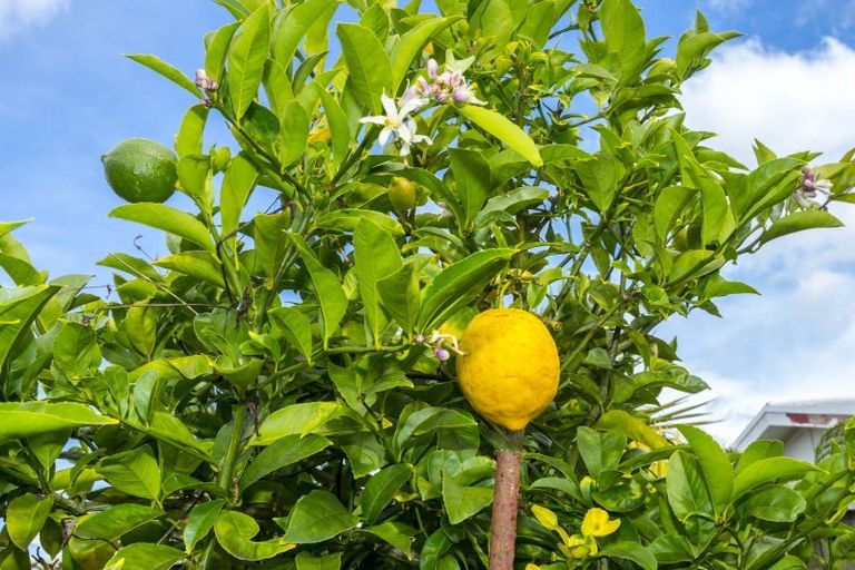 Photo of property in 85 Shakespeare Avenue, Trentham, Upper Hutt, 5018