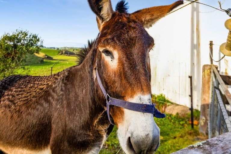 Photo of property in 638 Tariki Road, Ratapiko, Inglewood, 4390