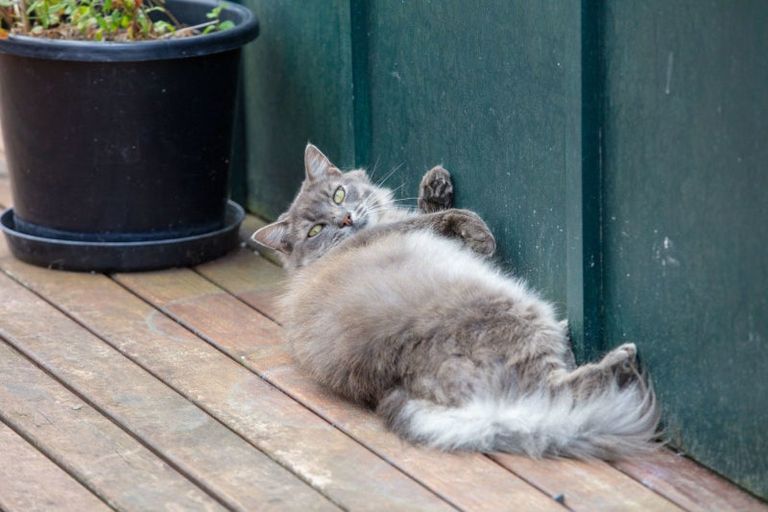 Photo of property in 7b Fairview Road, Katikati, 3129