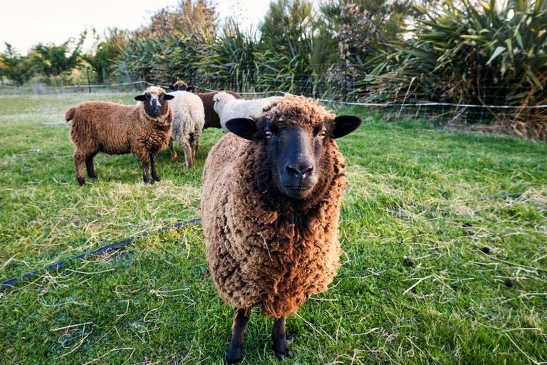 Photo of property in 399a Inland Kaikoura Road, Inland Road, Kaikoura, 7373