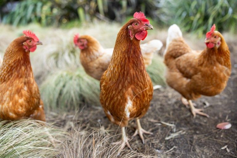 Photo of property in 956 Upper Ohauiti Road, Ohauiti, Tauranga, 3173