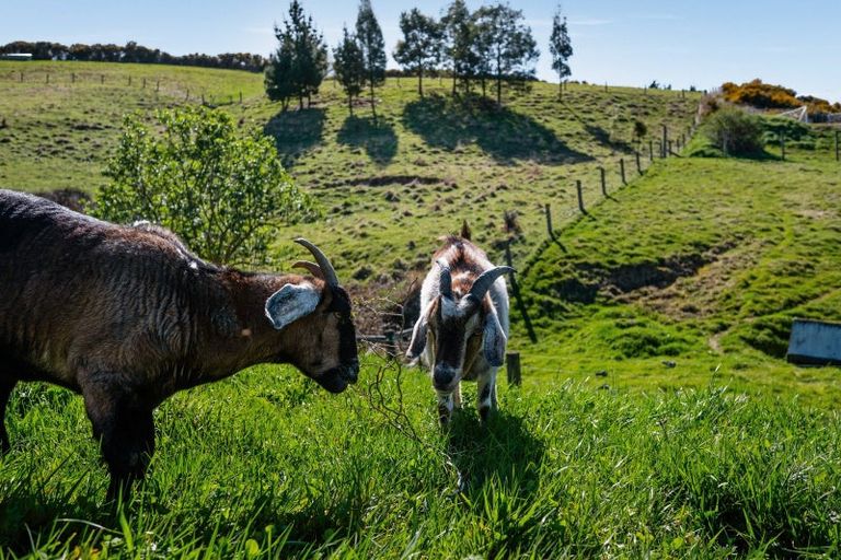 Photo of property in 14 Goddard Way, Sawyers Bay, Port Chalmers, 9023