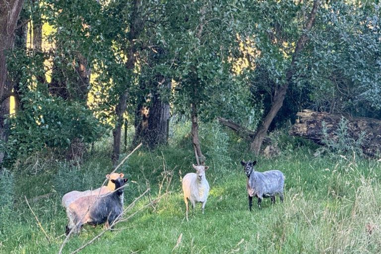 Photo of property in 70 Te Whanga Road, Levin, 5572