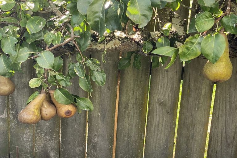 Photo of property in 67 Ranfurly Street, Dargaville, 0310