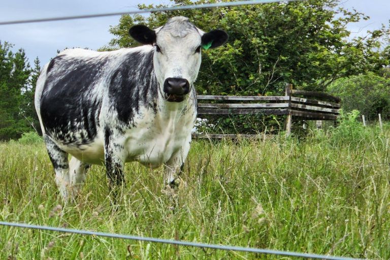 Photo of property in 783 Mangorei Road, Mangorei, New Plymouth, 4371