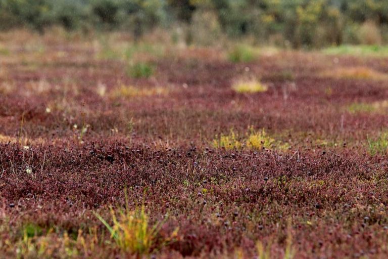 Photo of property in 1218 Old Christchurch Road, Awatuna, Hokitika, 7882