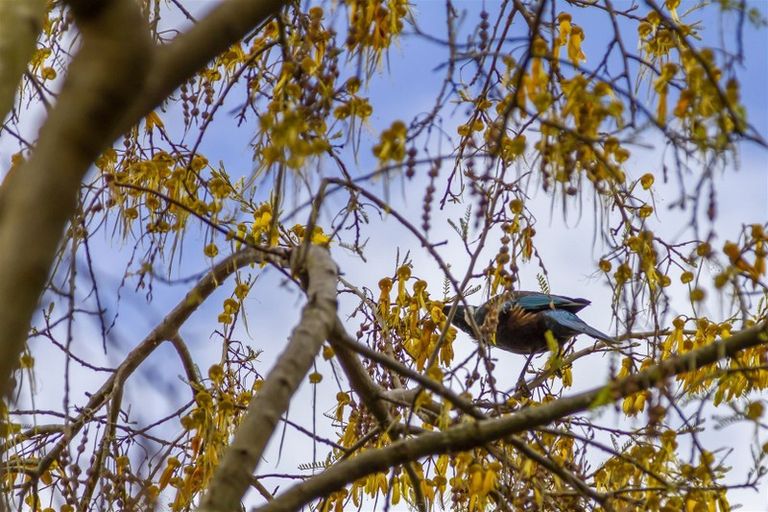 Photo of property in 1/3 Princeton Road, Raumati Beach, Paraparaumu, 5032