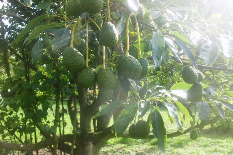 Photo of property in 6 Pukeatua Road, Maungatapere, Whangarei, 0179