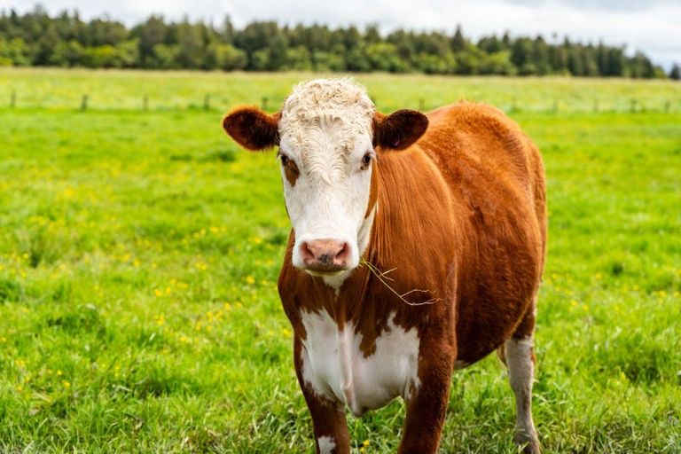 Photo of property in 108 Beach Road, Dargaville, 0310