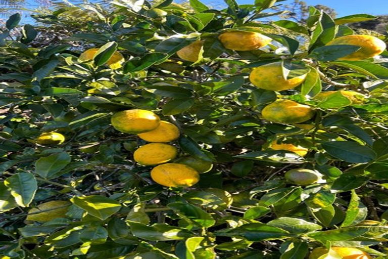 Photo of property in 2130 Long Bay Road, Coromandel, 3581