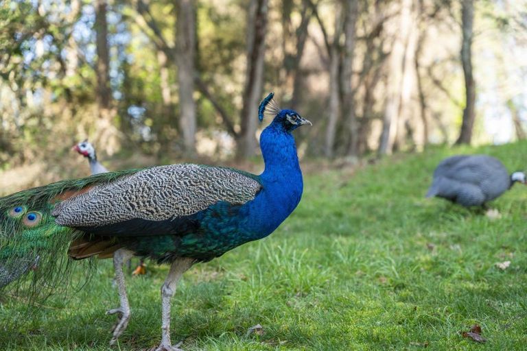 Photo of property in 57 Tiverton Downs Road, Broadlands, Reporoa, 3081