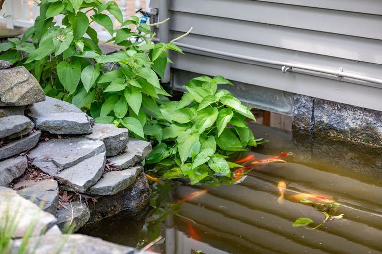 Photo of property in 61 Te Aroha Street, Hamilton East, Hamilton, 3216