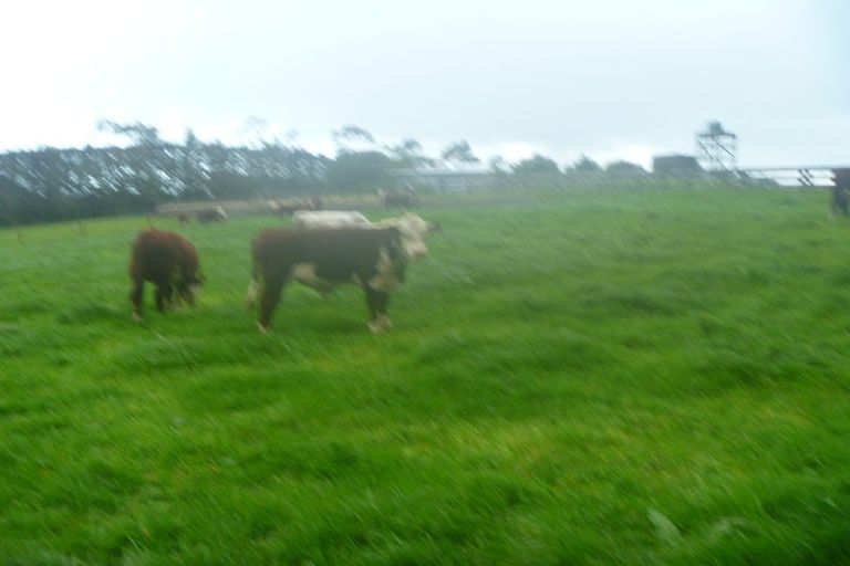 Photo of property in 291 Rea Road, Tahawai, 3178