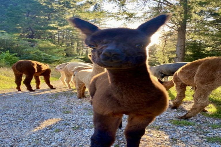 Photo of property in 272 Uruwhenua Road, Upper Takaka, Takaka, 7183