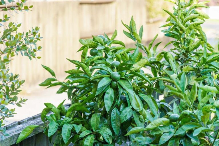 Photo of property in 17b Mitchell Street, Greerton, Tauranga, 3112