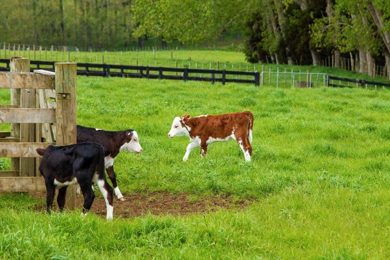 Photo of property in 15 Codlin Road, Waiuku, 2683