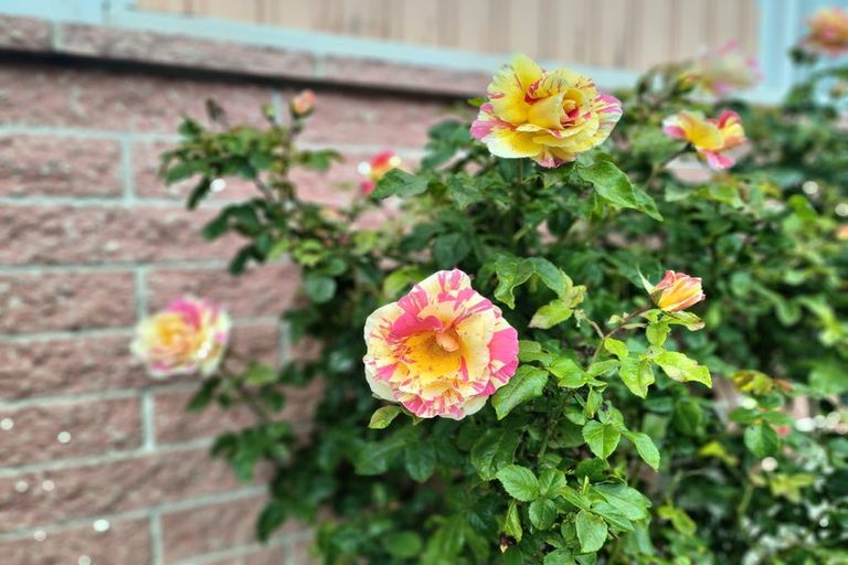 Photo of property in 6 Ariel Place, Aranui, Christchurch, 8061