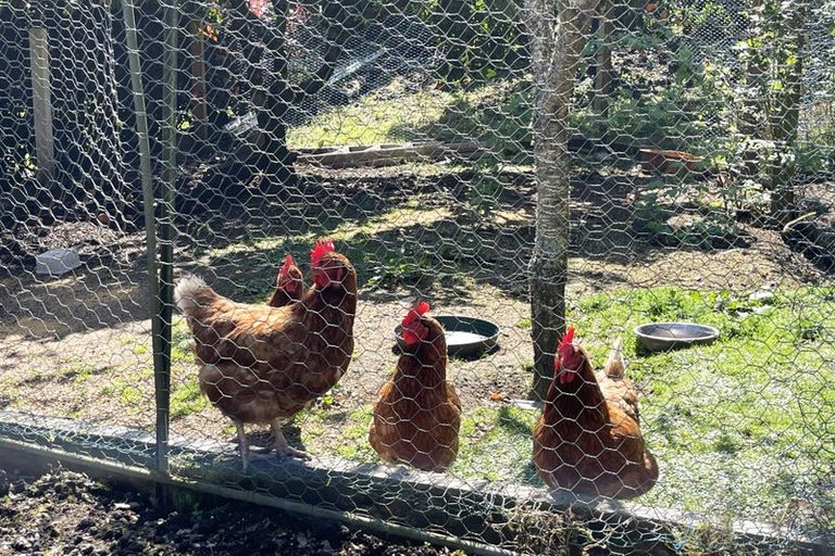 Photo of property in 71 Queen Street, Te Kuiti, 3910