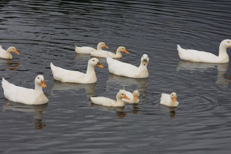 Photo of property in 96 Mcintosh Road, Blackmans, Alexandra, 9391