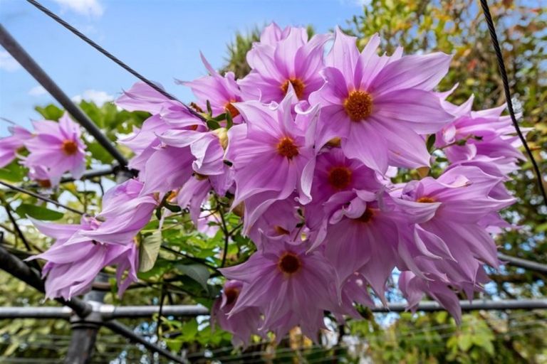 Photo of property in 54 Calliope Road, Devonport, Auckland, 0624