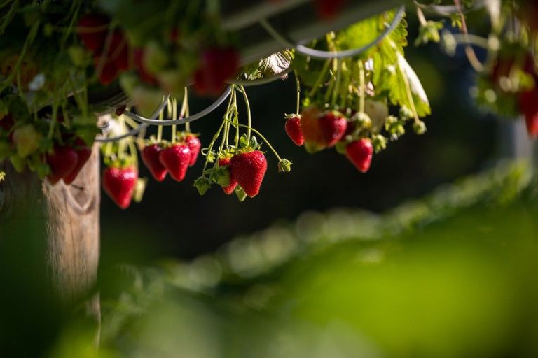 Photo of property in 529b Te Puke Highway, Te Puke, 3187