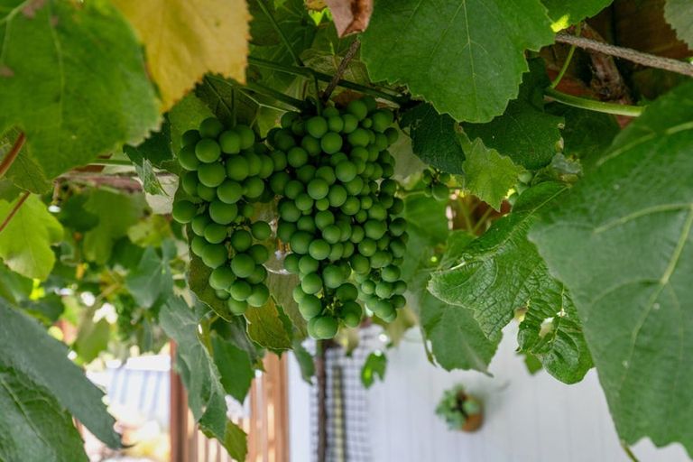 Photo of property in 26c Kauri Lane, Huntly, 3771