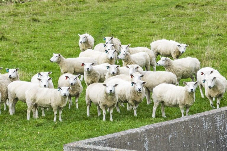 Photo of property in 270 Stokes Road, Balcairn, Amberley, 7481