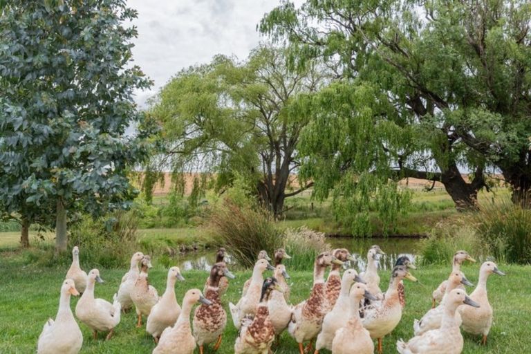 Photo of property in 326 Golden Road, Springvale, Alexandra, 9393