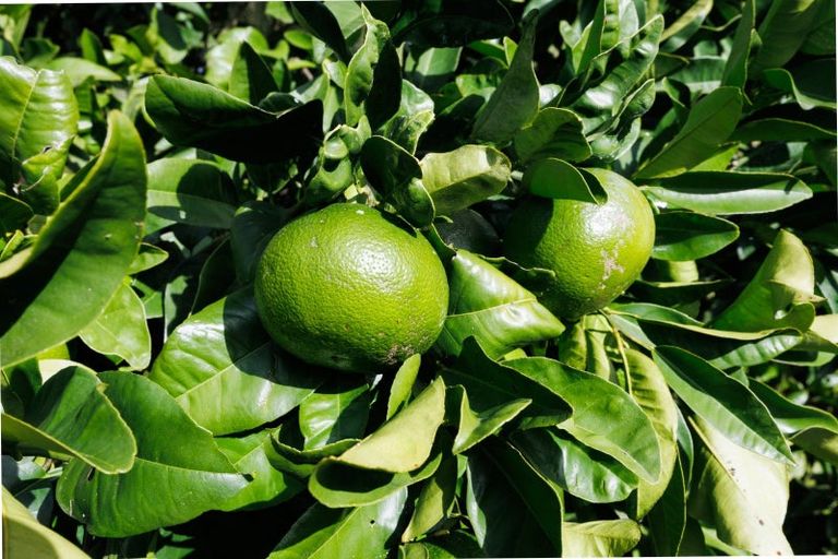 Photo of property in 1233 Makino Road, Halcombe, Feilding, 4777