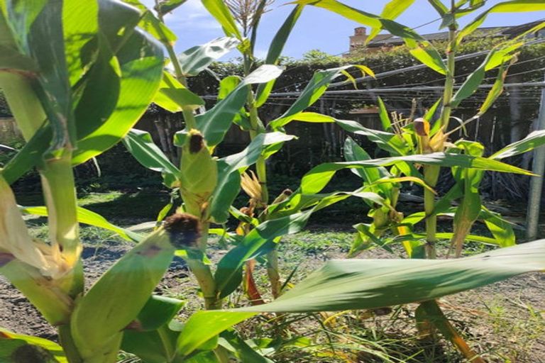 Photo of property in 55 Williamson Avenue, Belmont, Auckland, 0622