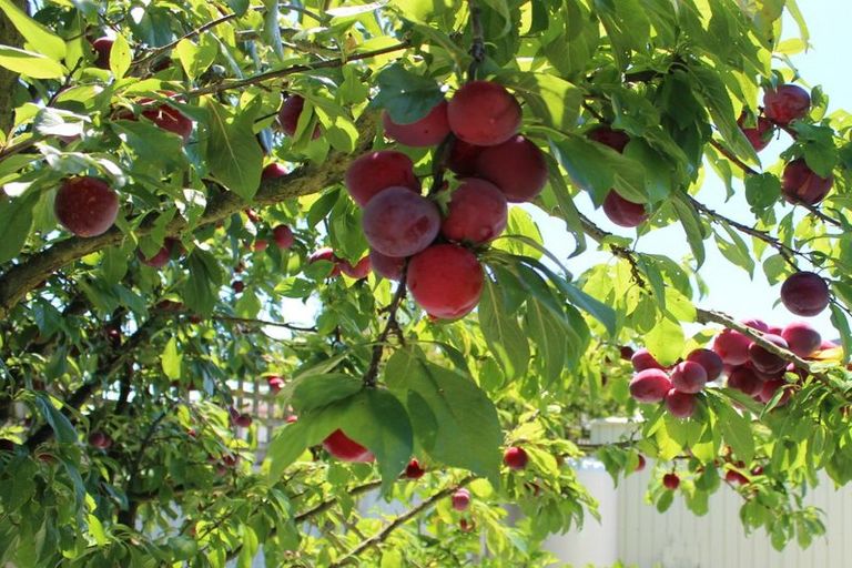 Photo of property in 32 Richmond Road, Carterton, 5713