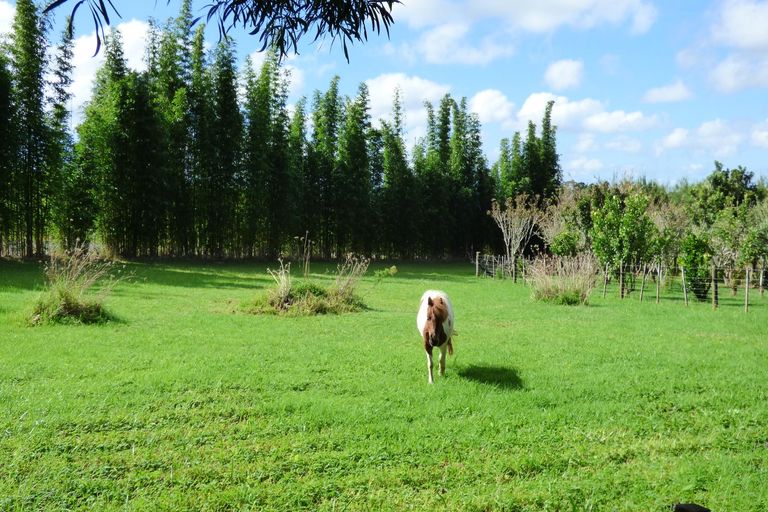 Photo of property in 365 Pungaere Road, Waipapa, Kerikeri, 0295