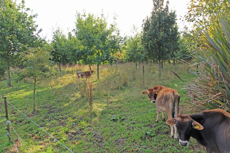 Photo of property in 109 Frew Road, Herbert, Oamaru, 9495