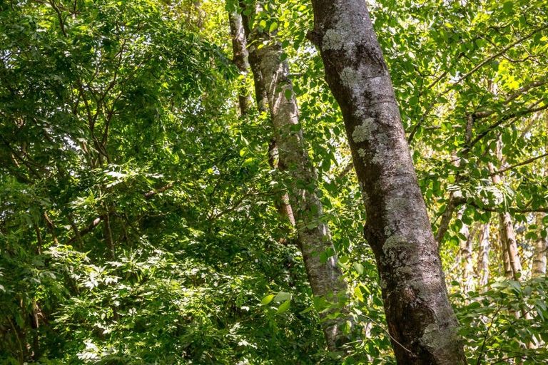 Photo of property in 15 Woodlands Way, Greytown, 5712