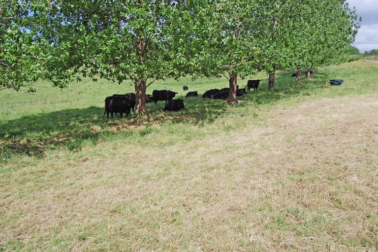 Photo of property in 72 Rangiora Road, Kaiwaka, 0573