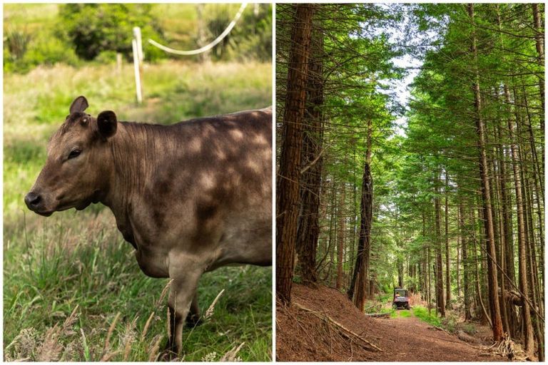 Photo of property in 200 Corbett Road, Waihi, 3681