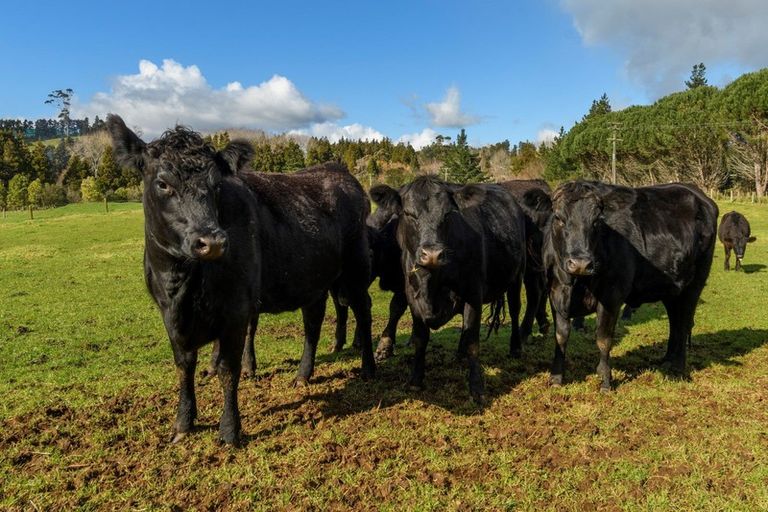 Photo of property in 80 Upland Road, Aongatete, Katikati, 3181