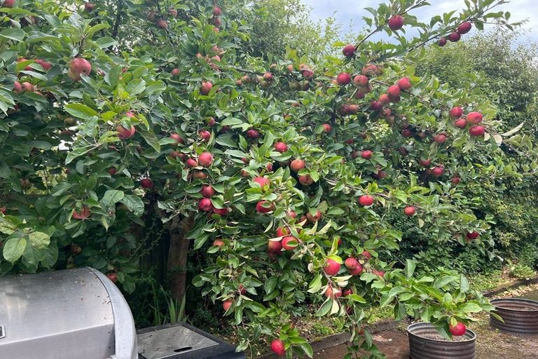 Photo of property in 15 Bunting Place, Woodend, 7610