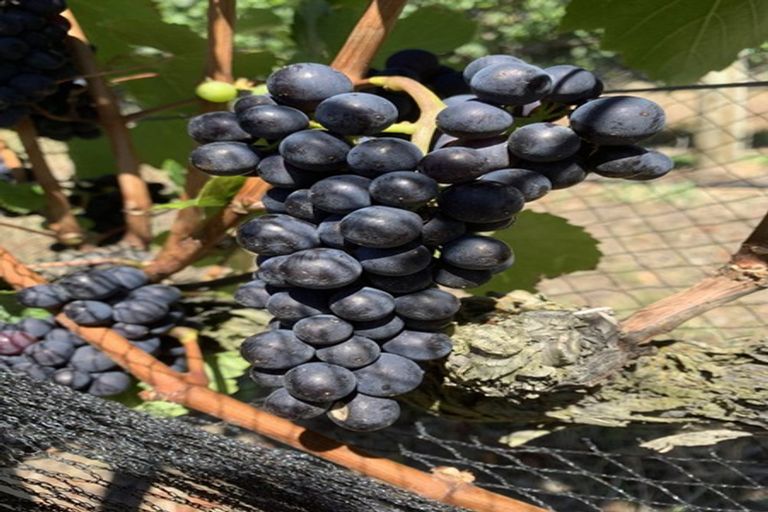 Photo of property in 87 Clark Road, Pahurehure, Papakura, 2113