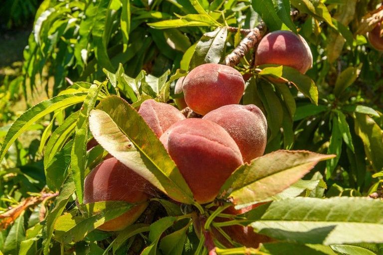 Photo of property in 17 Hairini Street, Hairini, Tauranga, 3112