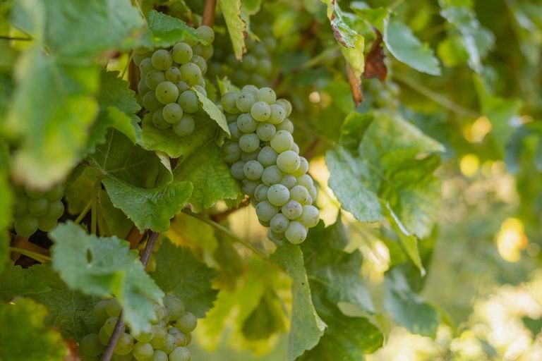 Photo of property in 5 Brook Street, Renwick, 7204