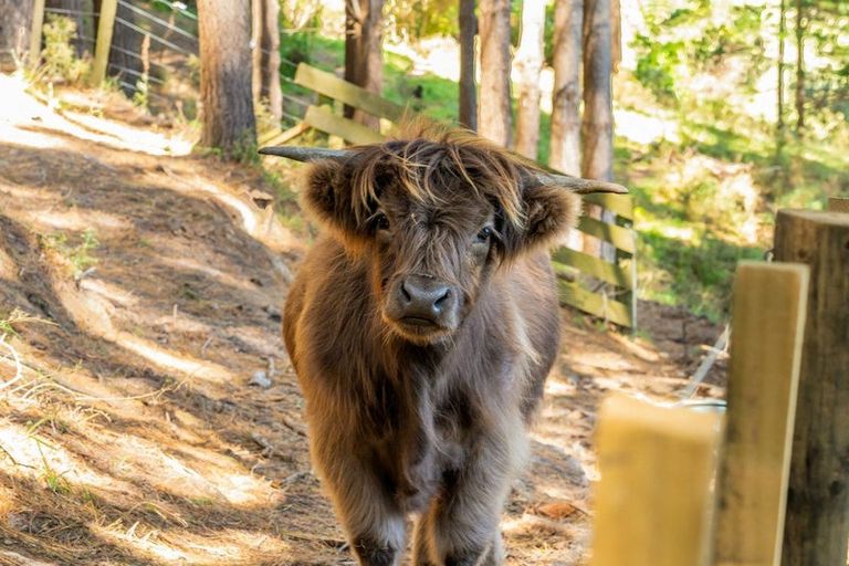 Photo of property in 233b Murphys Road, Judgeford, Porirua, 5381