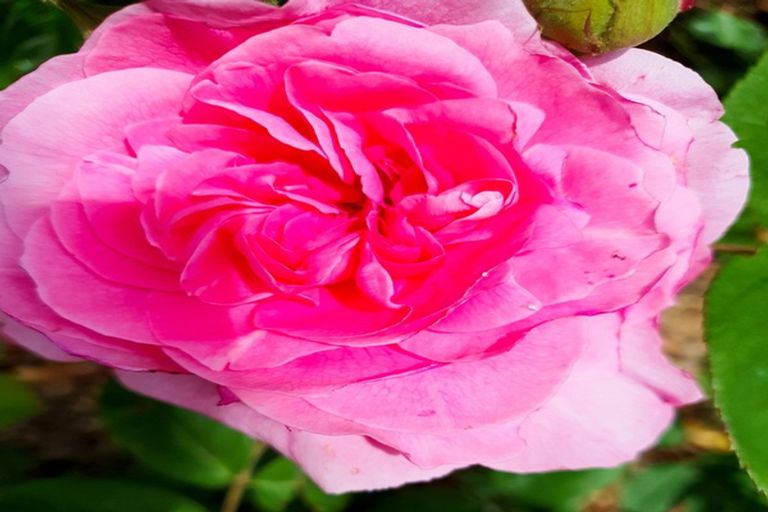 Photo of property in 44 Napier Road, Havelock North, 4130