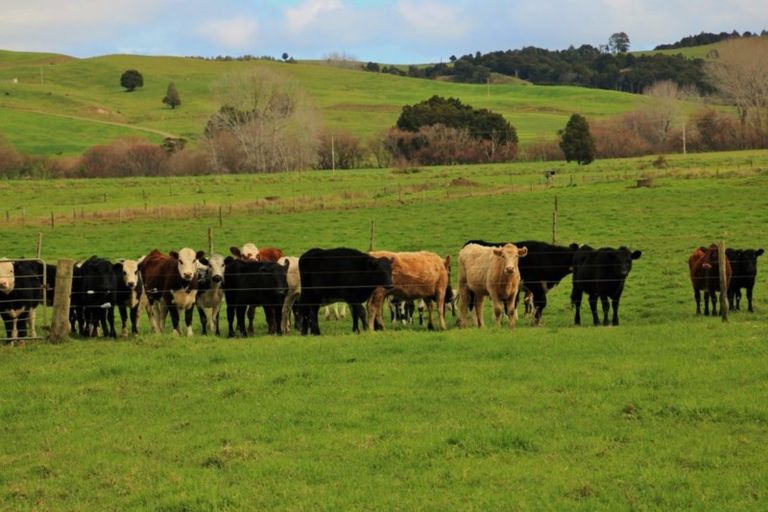 Photo of property in 1008 Tangowahine Valley Road, Tangowahine, Dargaville, 0372