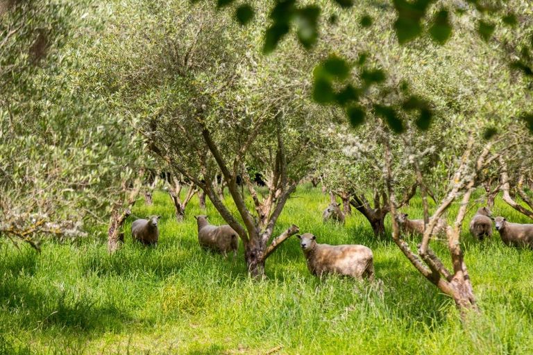 Photo of property in 179 Bidwills Cutting Road, Morison Bush, Greytown, 5794