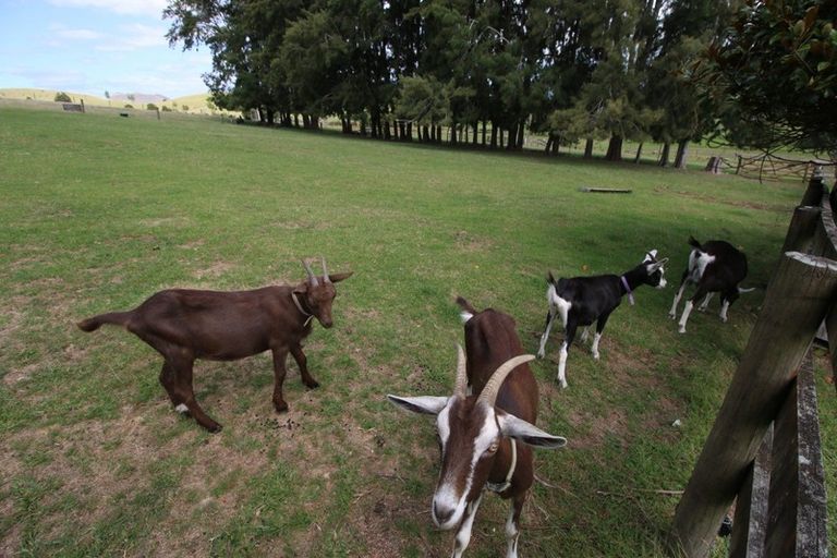 Photo of property in 230b State Highway 10, Pakaraka, Kaikohe, 0472