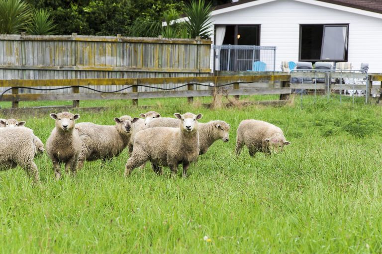 Photo of property in 42 Cameron Road, Makauri, Gisborne, 4071