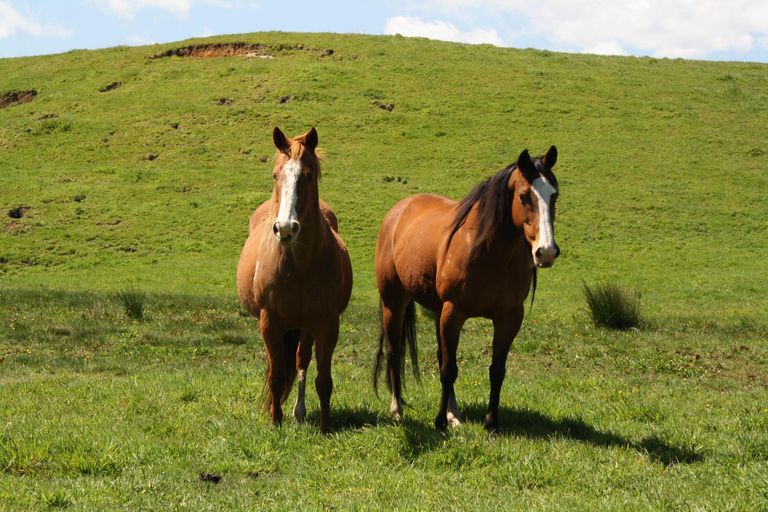 Photo of property in 549 Whiriwhiri Road, Otaua, Waiuku, 2682