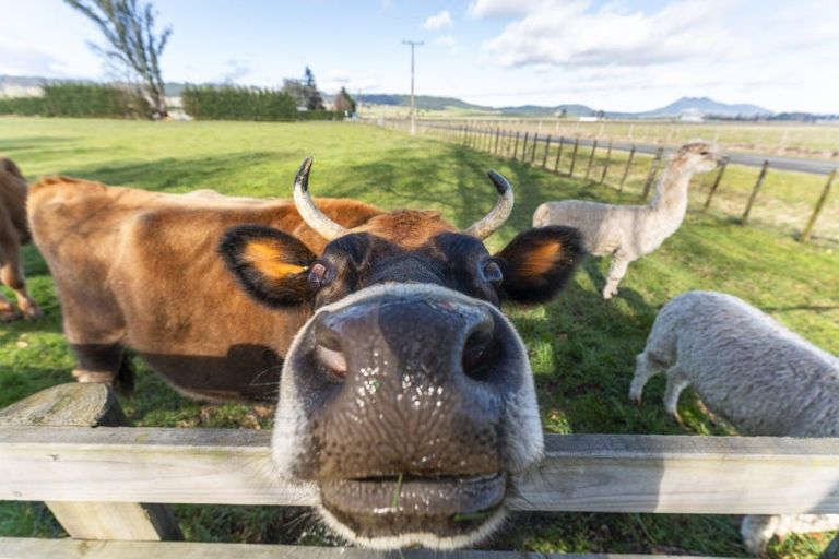 Photo of property in 57 Tiverton Downs Road, Broadlands, Reporoa, 3081